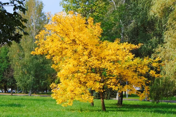 Yellow autumn tree among green trees and grass — Stock Photo, Image