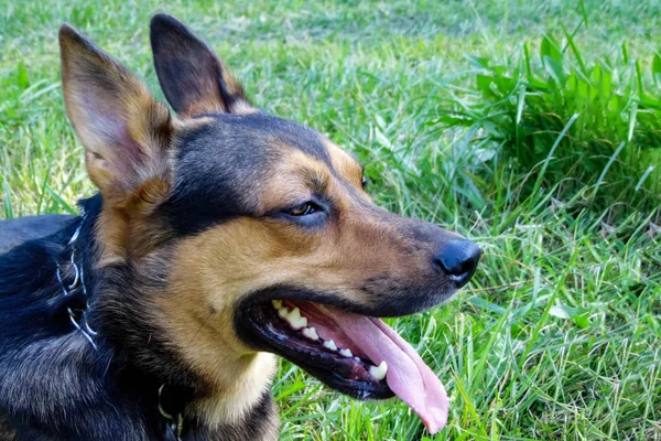 German Shepherd on a background of green grass — Stock Photo, Image