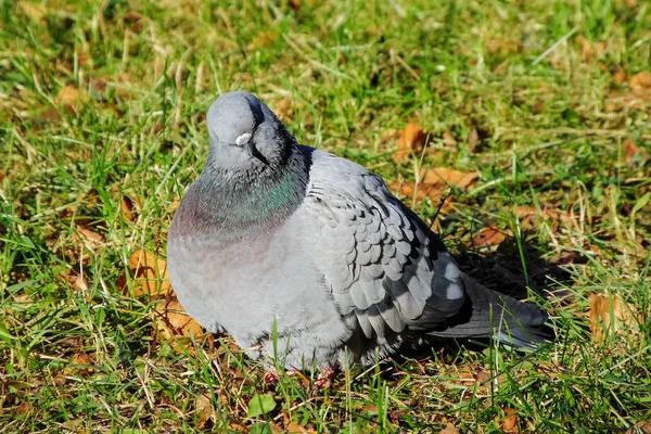 Curieuse colombe bleue assise sur l'herbe verte — Photo