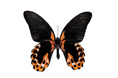 Big butterfly with yellow wings, isolate on white background, papilio rumanzovia clipart