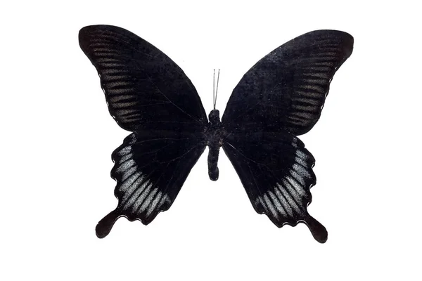 Grand papillon aux ailes noires, isolé sur fond blanc, papilio ascalaphus — Photo