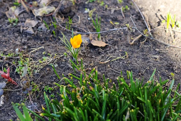 Pequeña primera flor de primavera en la tierra de cerca — Foto de Stock