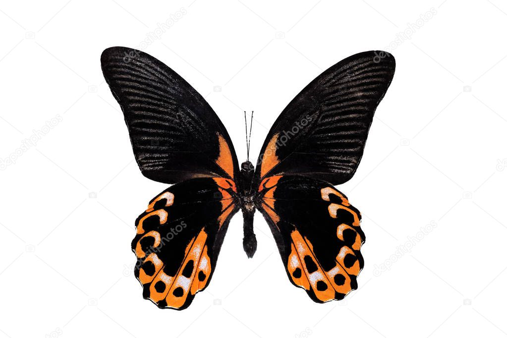Big butterfly with yellow wings, isolate on white background, papilio rumanzovia