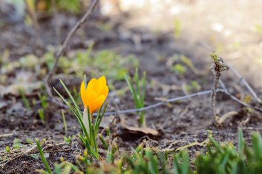 Yeryüzündeki küçük ilkbahar çiçeği
