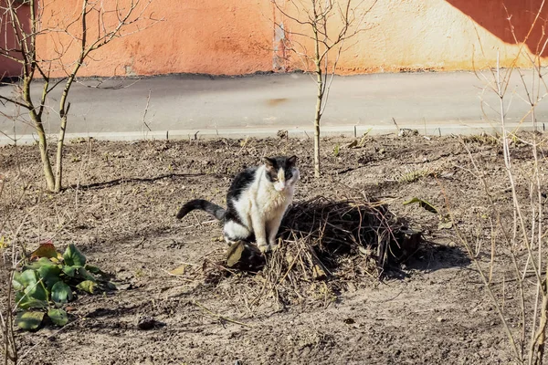 Gato blanco meando en un macizo de flores de cerca — Foto de Stock