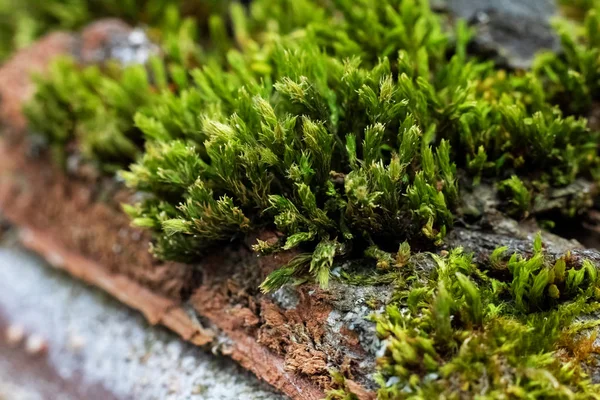 Зеленый мох на дереве вблизи — стоковое фото