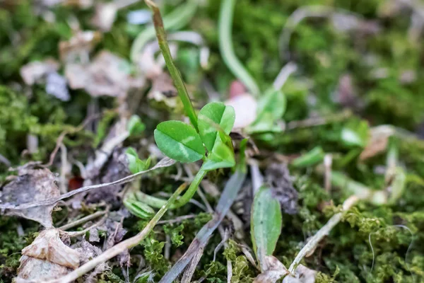 Pétales de trèfle vert parmi l'herbe sèche et la mousse — Photo