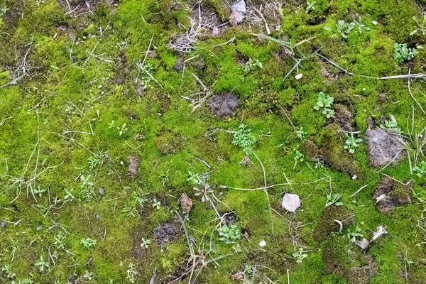 Зеленый мох на земле и траве, фон — стоковое фото