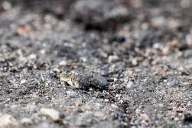 Asfaltta çatlamak ve taş yakın çekim