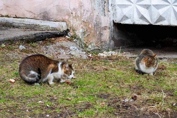 Cinza gatos vadios comer comida na grama — Fotografia de Stock