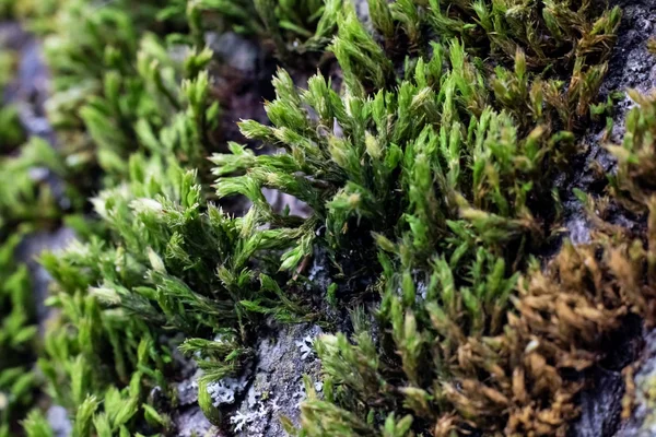 Musgo verde em uma árvore de perto, fundo ou textura — Fotografia de Stock