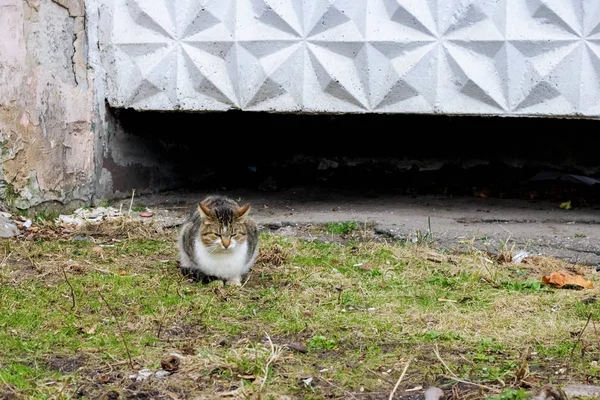 Parkta çimlerde oturan gri yolunu yitirmek kedi — Stok fotoğraf
