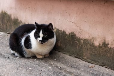 Beyaz meme oturan evsiz siyah kedi