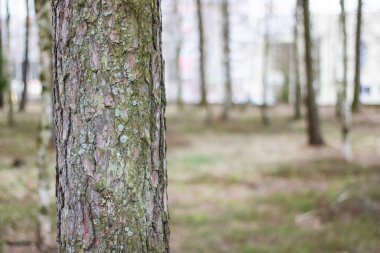 Ağaç gövdesi ormandaki yakın çekim