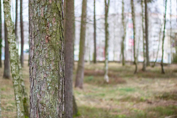 Trädstammen i skogen nära upp — Stockfoto