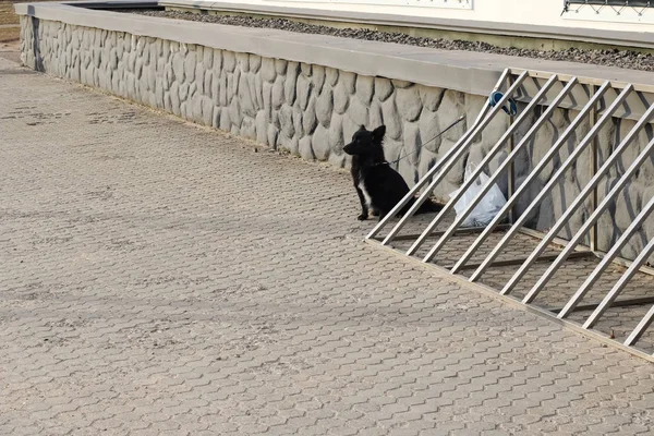 Chien moelleux noir assis sur le trottoir gros plan — Photo