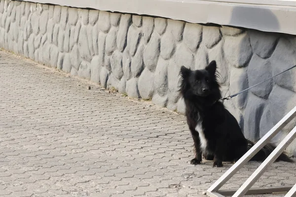 Черный пушистый пес сидит на тротуаре вблизи — стоковое фото
