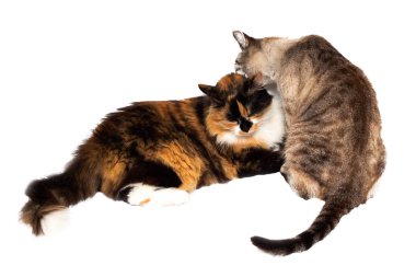 İki kedi birbirlerini yalamak, beyaz arka plan üzerinde izole