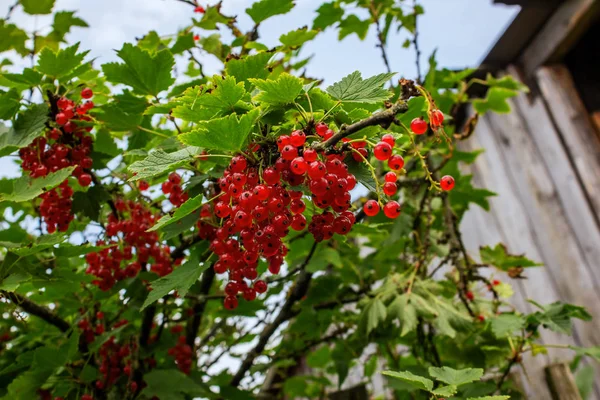 Bayas de grosella roja en una rama con hojas verdes —  Fotos de Stock
