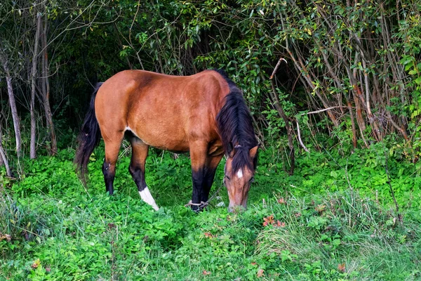 Один коричневий кінь у зеленому літньому лісі — стокове фото