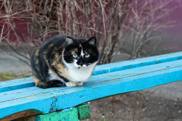 Gatto Tricolore Trova Una Panchina Blu Con Spazio Copia — Foto Stock