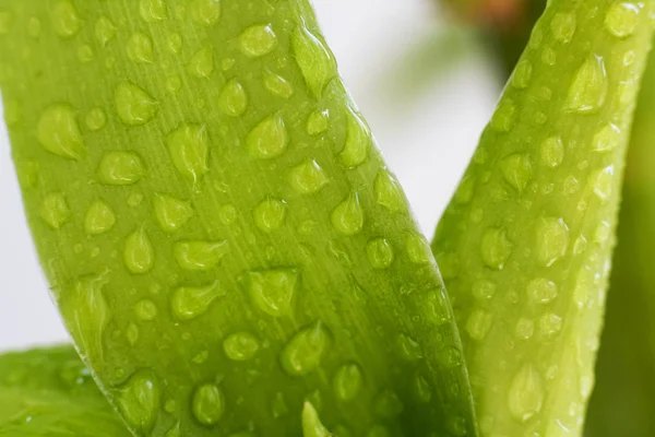 Green Leaves Plant Water Drops Close — Stock Photo, Image