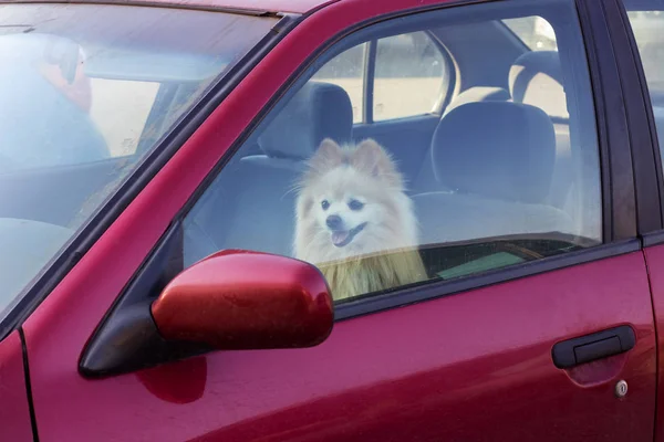 Arabada, yaz aylarında evcil hayvan için tehlike köpek kapalı
