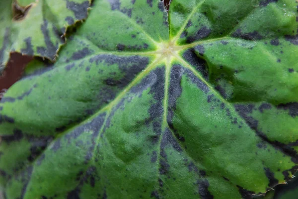 Grüne Blätter einer Zimmerpflanze aus nächster Nähe — Stockfoto