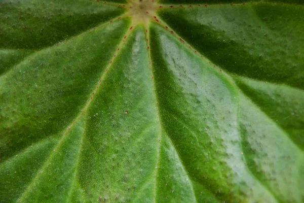 Green leaves of a houseplant close up — Stock Photo, Image