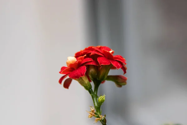 Big red flower from home plant close up — Stock Photo, Image