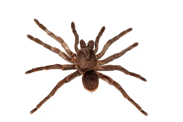 Velký hnědý pavouk, velmi blízký, izolovaný — Stock fotografie