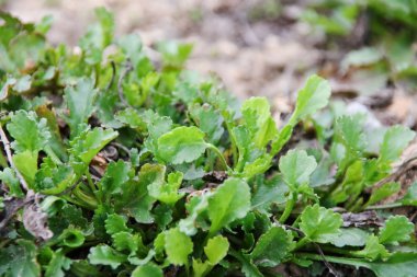 Erken baharda çimen yeşil yaprakları yakın yukarı