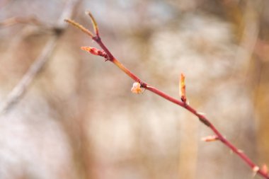Bir ağaç şubesinde taze tomurcuk yakın yukarı, makro fotoğraf