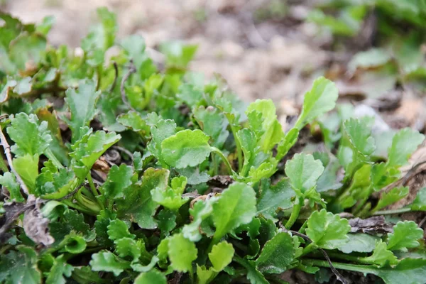 Erken baharda çimen yeşil yaprakları yakın yukarı