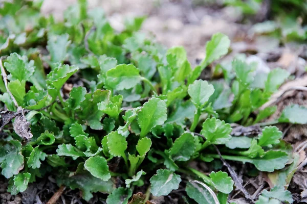 Erken baharda çimen yeşil yaprakları yakın yukarı