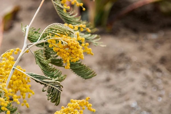 Branch of yellow mimosa close up, copy space, macro photo