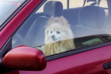 Köpek arabada kapalı