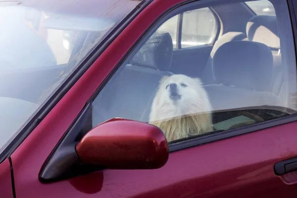 Köpek arabada kapalı