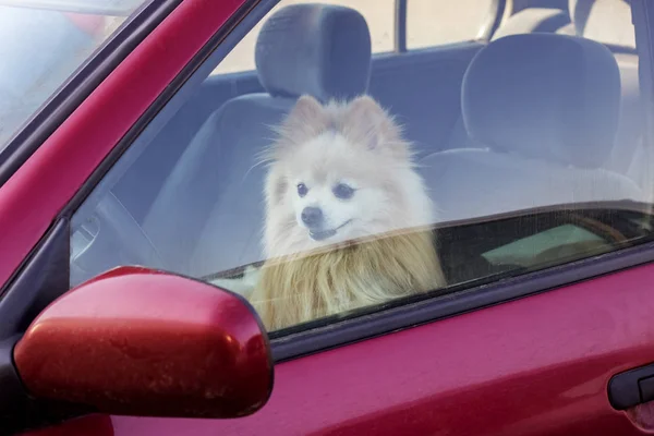 O cão está fechado no carro — Fotografia de Stock