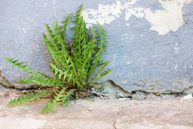 Yeşil karahindiba yaprakları beton duvarın yakınında büyür