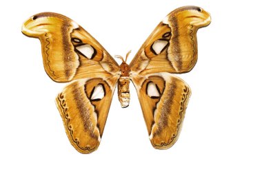 Sarı kanatları ile büyük kelebek, beyaz arka planda izole, attacus Atlant