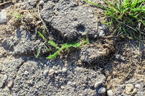 Pequeños brotes de hierba verde crecen de grietas de asfalto —  Fotos de Stock