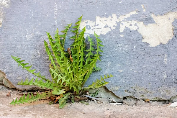 Folhas de dente-de-leão verde crescem perto da parede de concreto — Fotografia de Stock