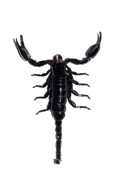 Черный скорпион, изолировать на белом фоне — стоковое фото