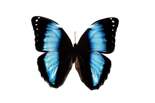 Grand papillon aux ailes bleues, isolé sur fond blanc, morpho achilles — Photo