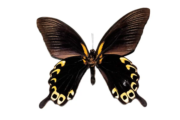 Stor fjäril med gula vingar, isolera på vit bakgrund, Papilio deiphobus — Stockfoto