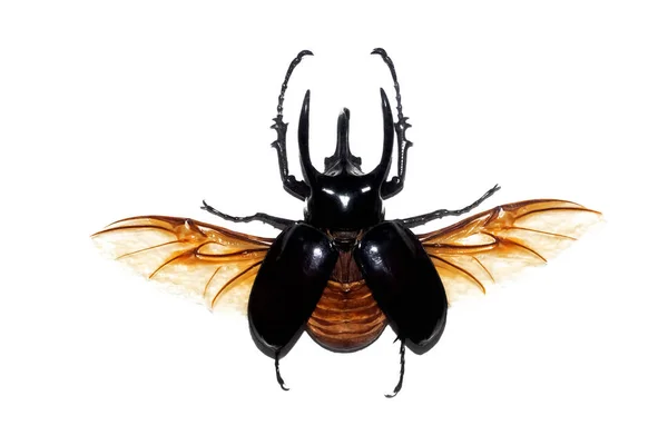 Grande besouro marrom, isolado em um fundo branco, chalcosoma atlas — Fotografia de Stock