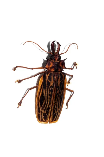 Grand coléoptère brun, isolé sur fond blanc, macrobontie — Photo