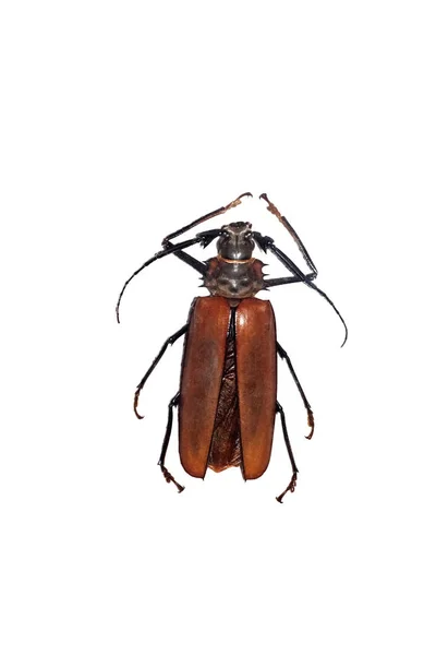 Grande besouro marrom, isolado em um fundo branco, calligon armillatus — Fotografia de Stock