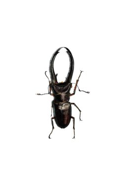 Büyük kahverengi Beetle, beyaz bir arka planda izole, cyclommatus elaphus